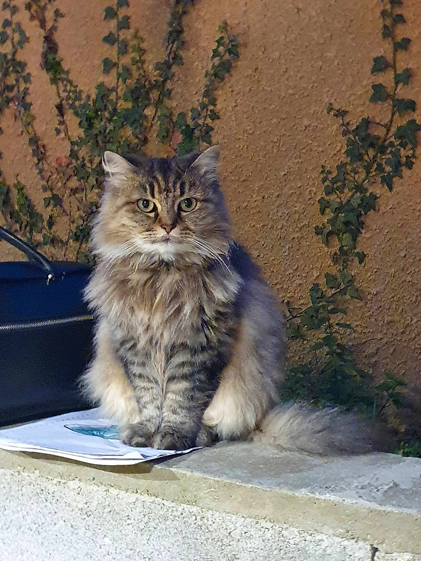 Câline participe au concours pour gagner de l'argent avec cette photo : cat, fluffy, sitting, outdoor, ivy, wall, ledges, animal, fur, pet, greenery, nature, serious, portrait, feline, whiskers, tail, eyes, calm, evening