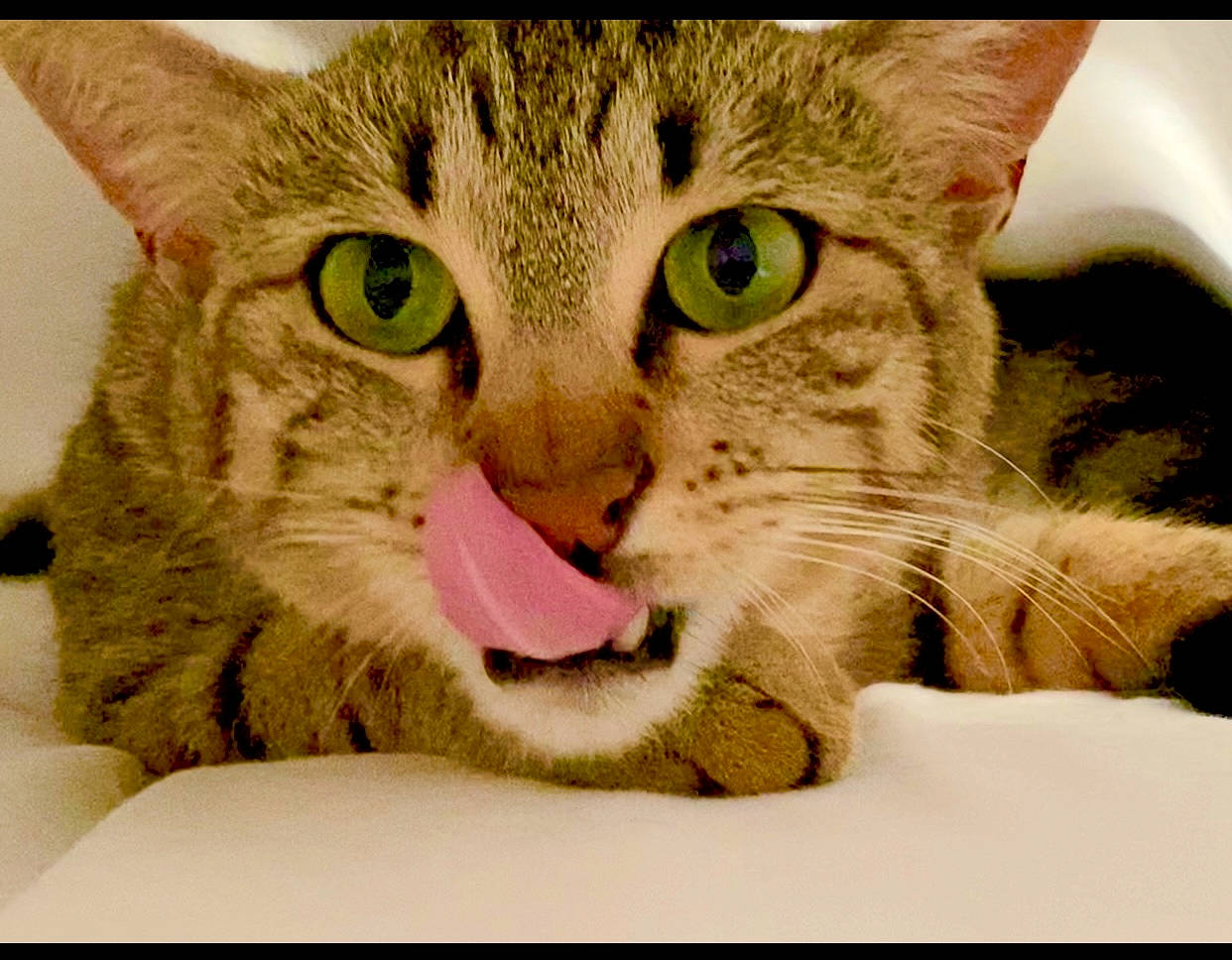 Marius participe au concours pour gagner de l'argent avec cette photo : carnivore, cat, cat_supply, claw, close_up, comfort, domestic_short_haired_cat, ear, eye, eyelash, felidae, fur, head, paw, rectangle, small_to_medium_sized_cats, whiskers