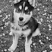 Aslan a rejoint le concours — aidez-le/la à gagner de superbes lots ! dog, puppy, husky, flower, daisy, grass, leash, portrait, sitting, fur, ears, tongue, nose, paws, outdoors, meadow, black_and_white, happy, nature, close_up