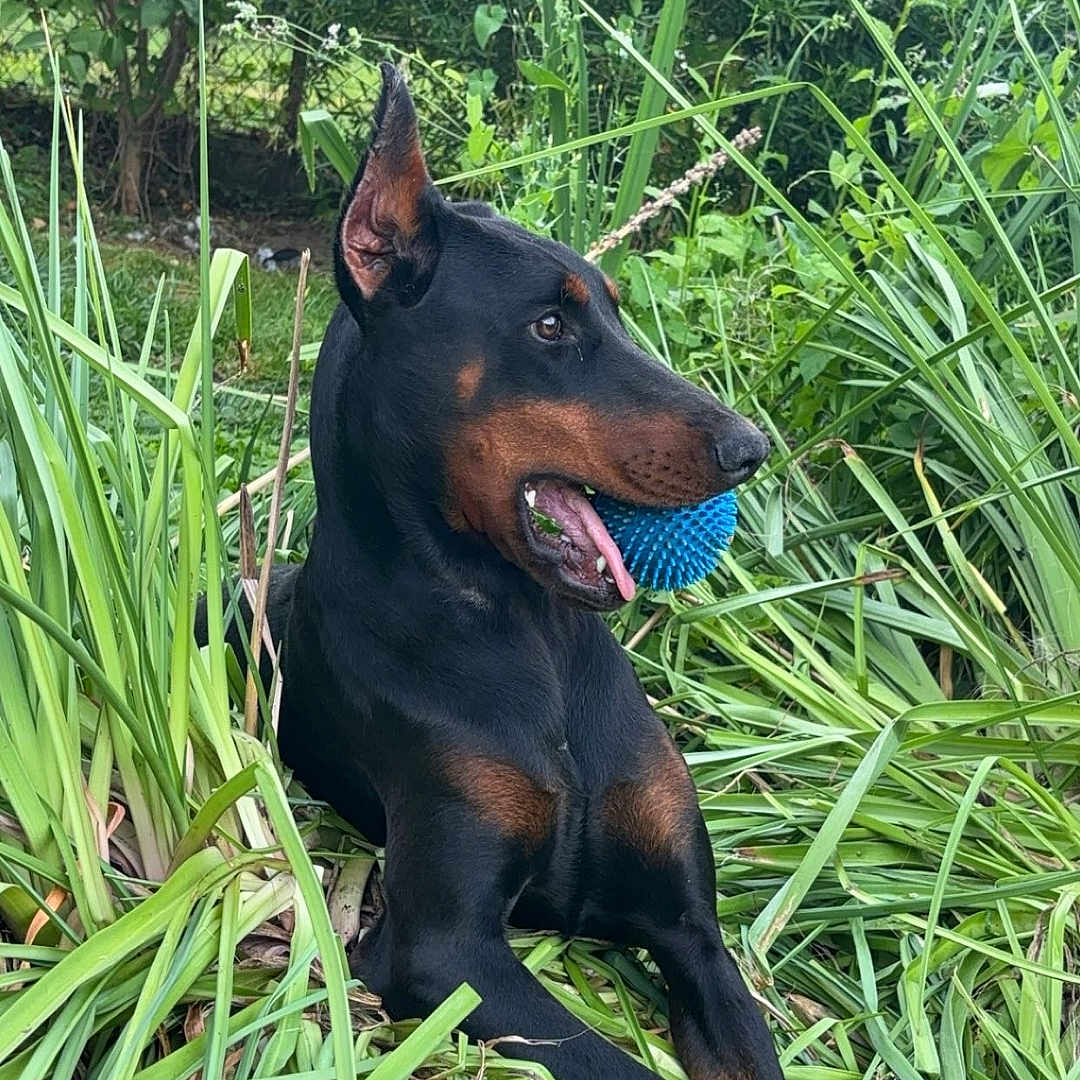 Gina a rejoint le concours — aidez-le/la à gagner de superbes lots ! animal, canine, dog, face, grass, green, herbal, herbs, jungle, land, nature, outdoors, pet, plant, pottedplant, puppy, rainforest, tree, vegetation, woodland