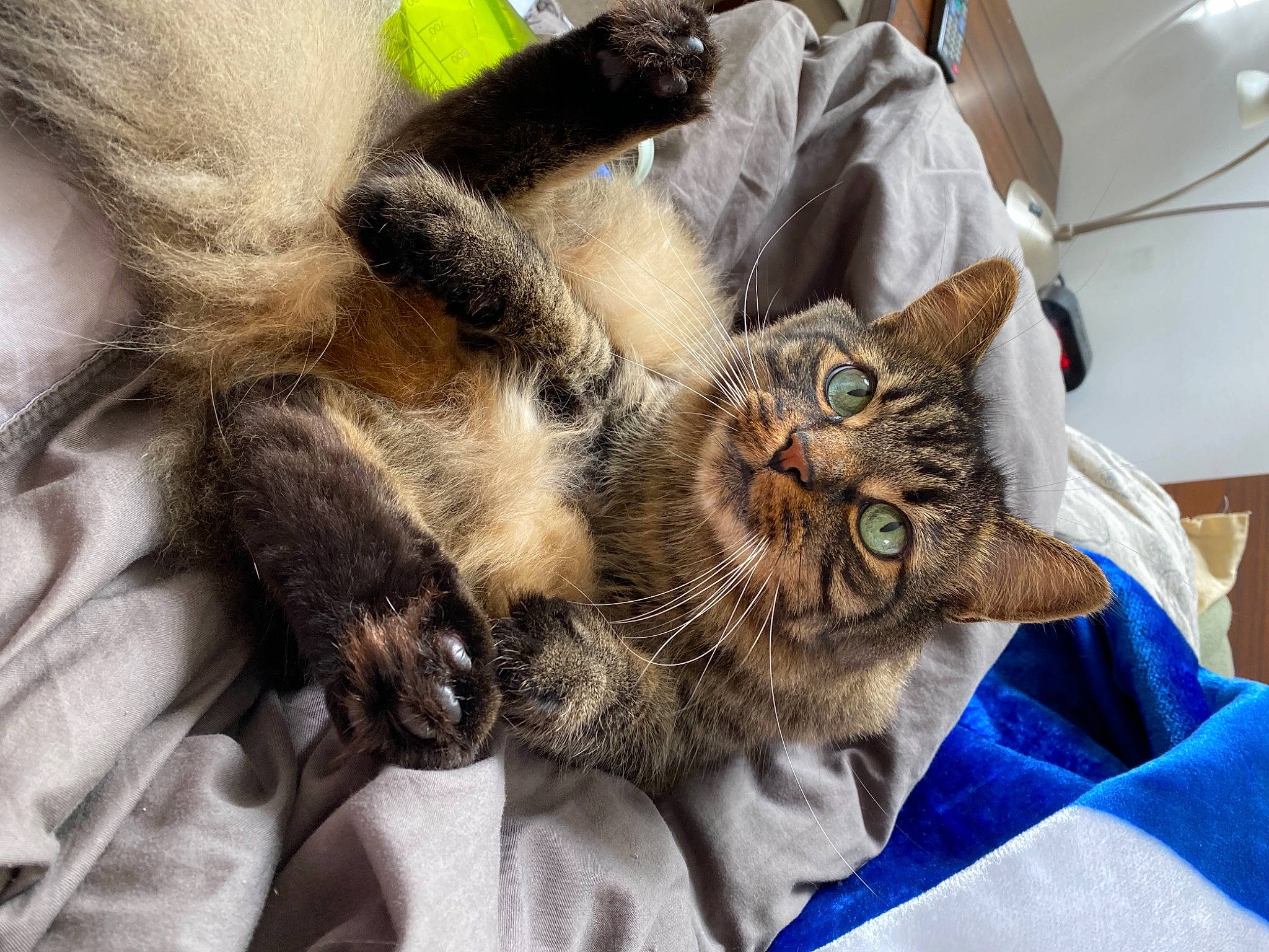 Louis a rejoint le concours — aidez-le/la à gagner de superbes lots ! carnivore, cat, claw, domestic_short_haired_cat, felidae, fur, kitchen_utensil, kitten, linens, paw, small_to_medium_sized_cats, whiskers