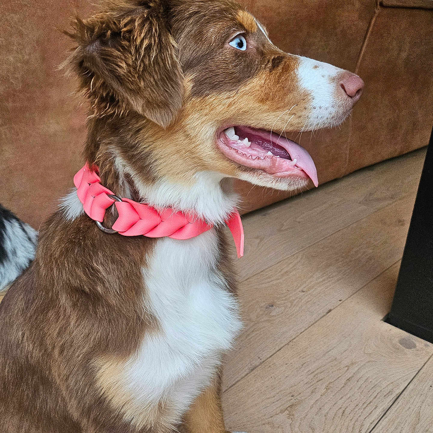 Vic a rejoint le concours — aidez-le/la à gagner de superbes lots ! accessories, animal, bodypart, canine, collar, couch, dog, furniture, hardwood, hound, husky, indoors, interiordesign, leash, mouth, person, pet, puppy, strap, wood