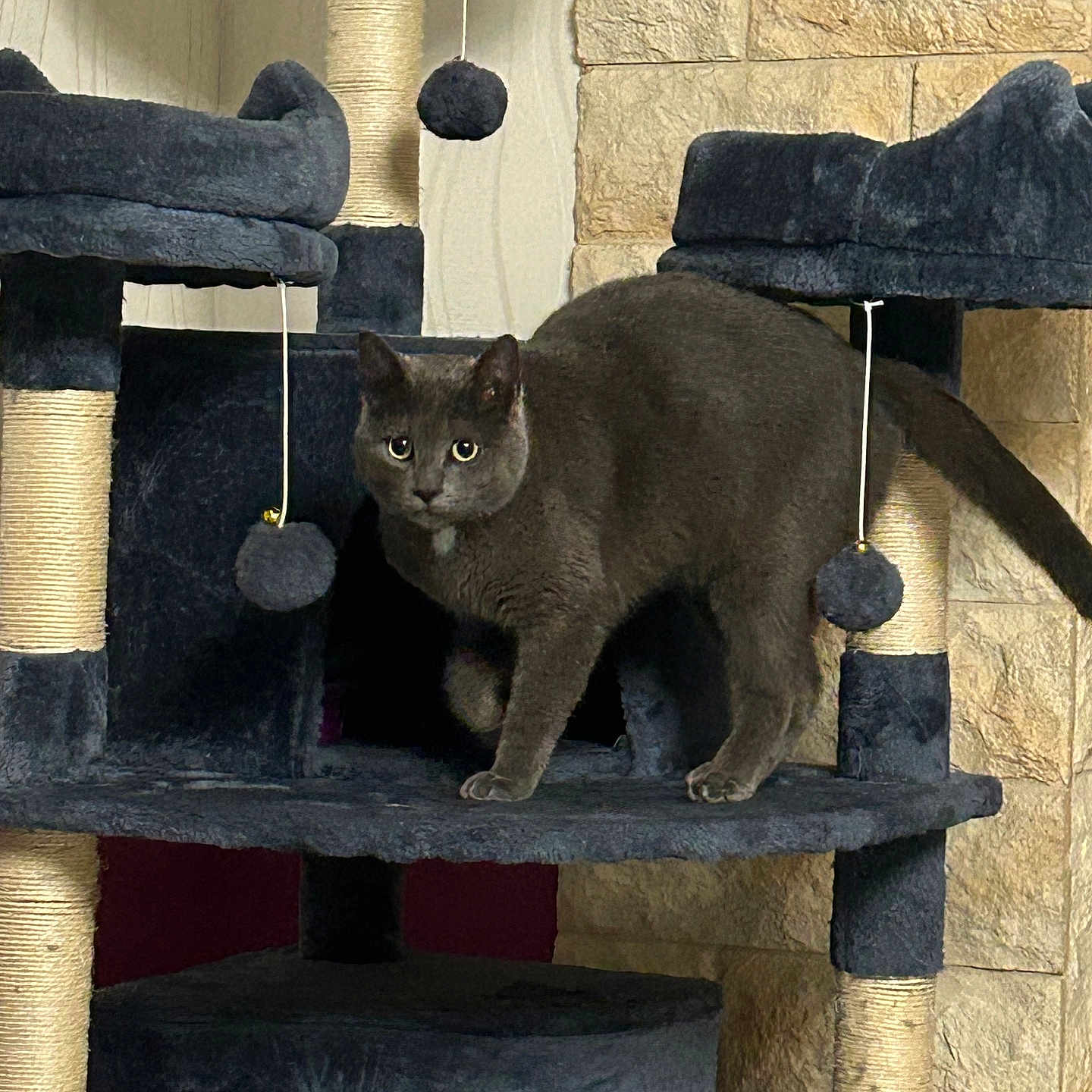 Upsy participe au concours pour gagner de l'argent avec cette photo : abyssinian, alloywheel, angora, animal, archaeology, blackcat, car, cat, egyptiancat, fireplace, hearth, homedecor, indoors, kitten, manx, pet, plywood, shelf, slate, wood