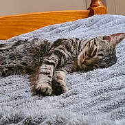 Vaïana participe au concours pour gagner de l'argent avec cette photo : animal, bed, blanket, cat, comfort, cozy, cute, domestic, fur, furniture, indoor, mammal, pet, relaxation, resting, sleep, sleeping, soft, tabby, wood