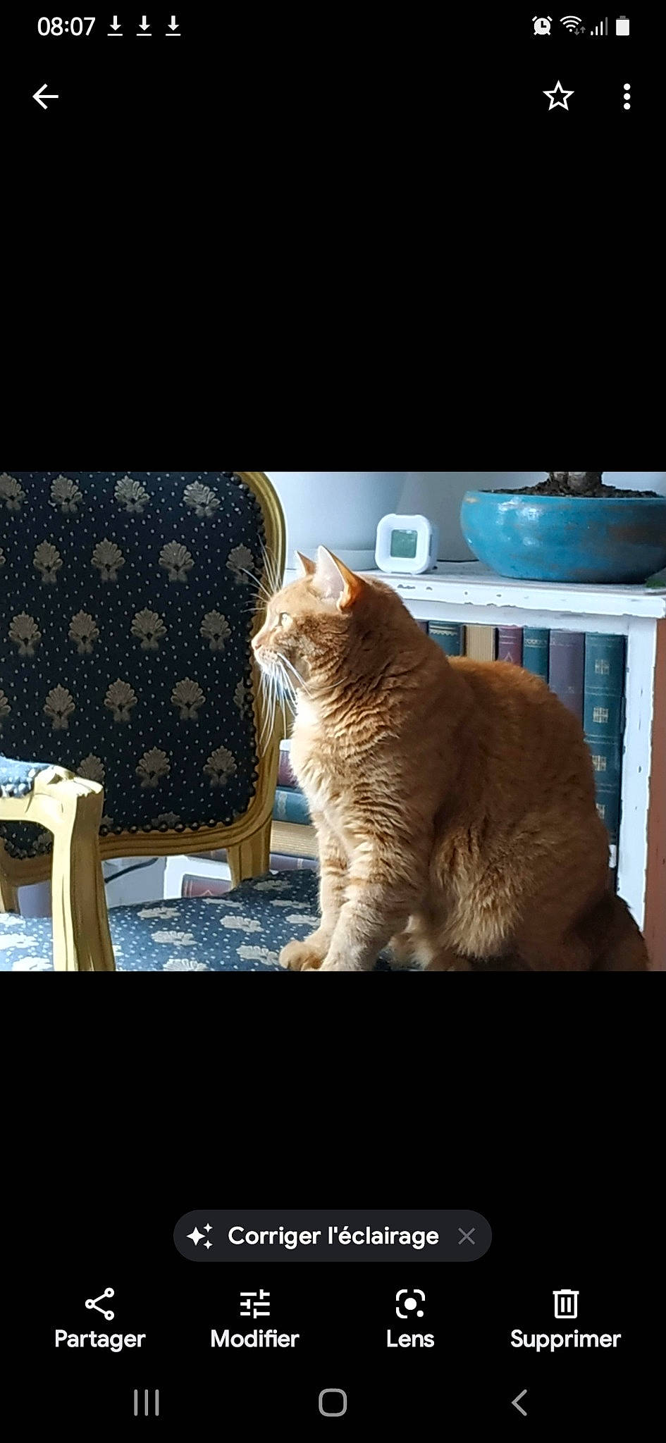 Kapi participe au concours pour gagner de l'argent avec cette photo : carnivore, cat, chair, comfort, darkness, display_device, domestic_short_haired_cat, felidae, fur, paw, plant, room, sitting, small_to_medium_sized_cats, tail, tints_and_shades, tree, whiskers, window, wood