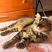 Tilly is registered to the contest to win money with this photo: cat, tabby, feline, pet, indoor, sunlight, relaxed, fur, whiskers, ears, eyes, floor, rug, pattern, wood, furniture, drawer, home, cozy, resting