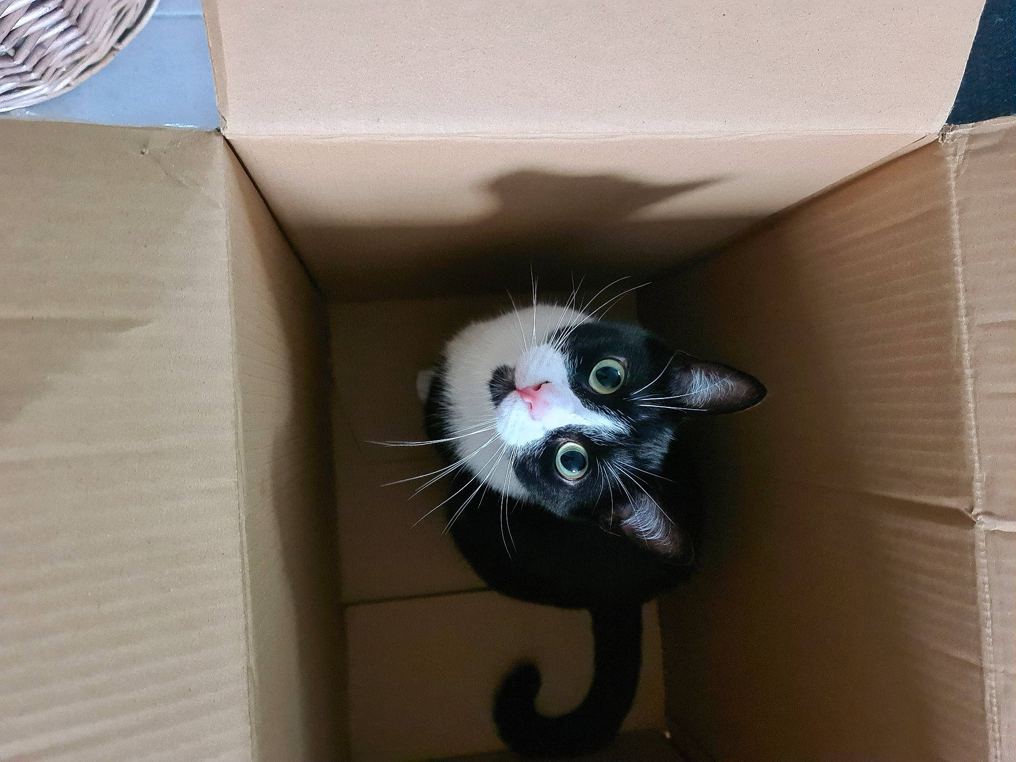 Peanuts a rejoint le concours — aidez-le/la à gagner de superbes lots ! box, cardboard, carnivore, carton, cat, domestic_short_haired_cat, felidae, fur, gas, packaging_and_labeling, packing_materials, pet_supply, room, shipping_box, small_to_medium_sized_cats, snout, tail, whiskers, window, wood