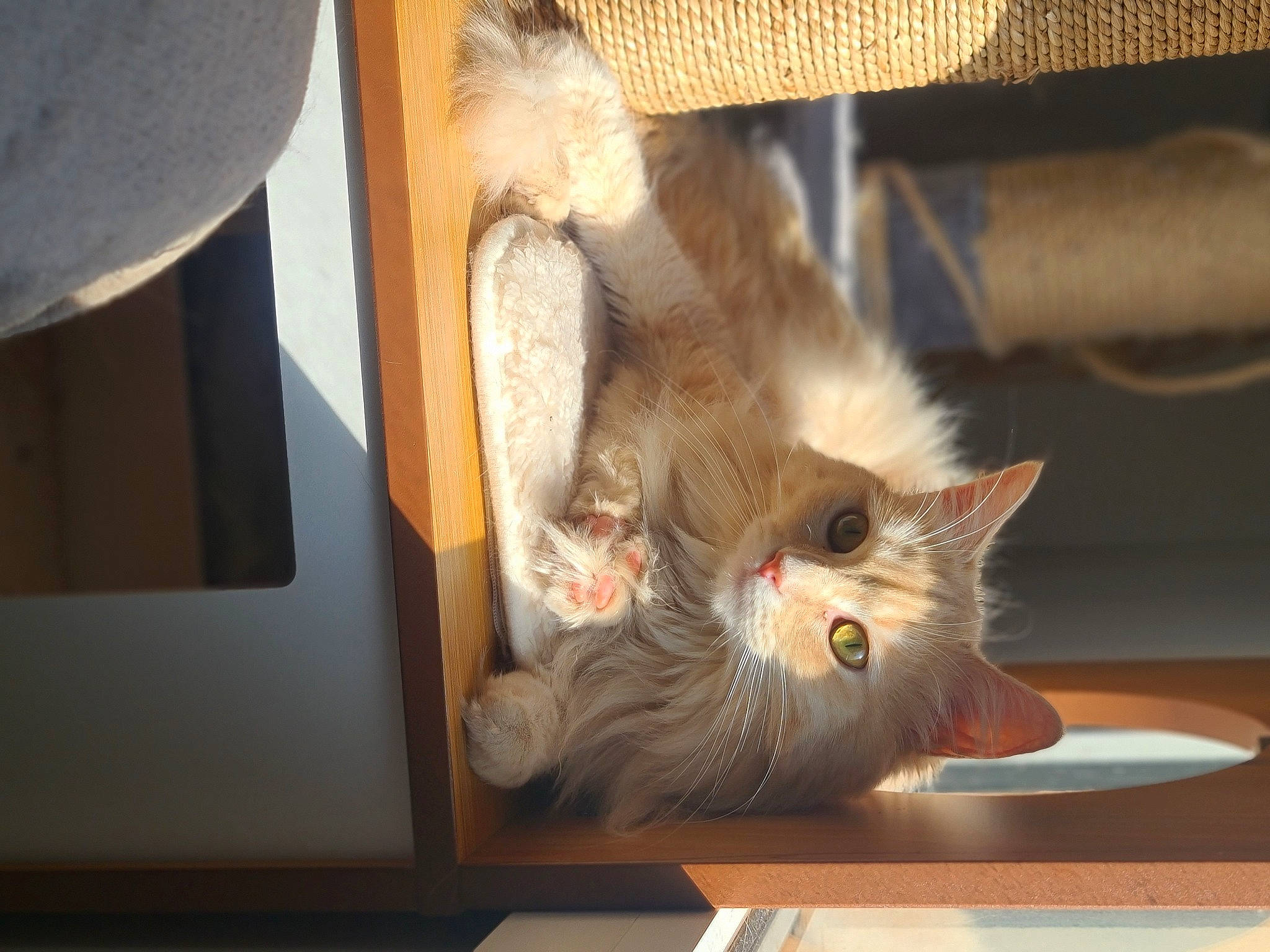 Perle a rejoint le concours — aidez-le/la à gagner de superbes lots ! box, carnivore, cat, claw, comfort, domestic_short_haired_cat, fawn, felidae, flooring, fur, hardwood, paw, room, small_to_medium_sized_cats, snout, tail, whiskers, wood