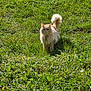 cat, fluffy_cat, long_hair, ginger_cat, orange_cat, pet, outdoor, grass, green_grass, sunlight, tail, collar, tag, whiskers, standing, looking_at_camera, nature, lawn, portrait, cute