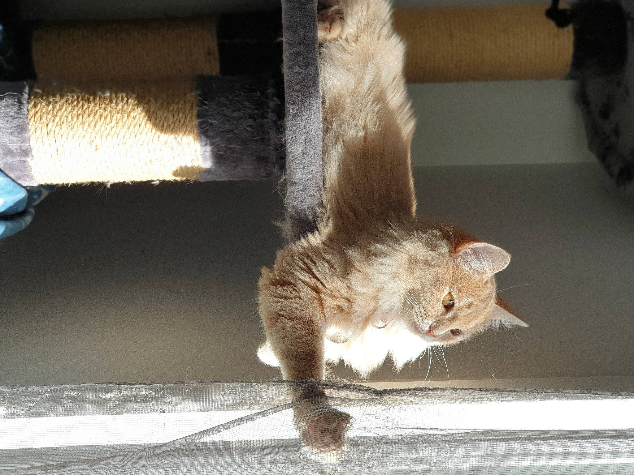 Perle a rejoint le concours — aidez-le/la à gagner de superbes lots ! american_curl, carnivore, cat, claw, european_shorthair, fawn, felidae, fur, kitten, laperm, norwegian_forest_cat, polydactyl_cat, small_to_medium_sized_cats, tabby_cat, tail, whiskers