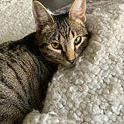 Amelia Purhart is registered to the contest to win money with this photo: cat, tabby, green_eyes, close_up, cozy, blanket, white, texture, indoor, pet, fur, resting, cute, animal, mammal, whiskers, ears, floor, relaxed, domestic_cat