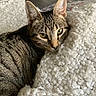 cat, tabby, green_eyes, close_up, cozy, blanket, white, texture, indoor, pet, fur, resting, cute, animal, mammal, whiskers, ears, floor, relaxed, domestic_cat