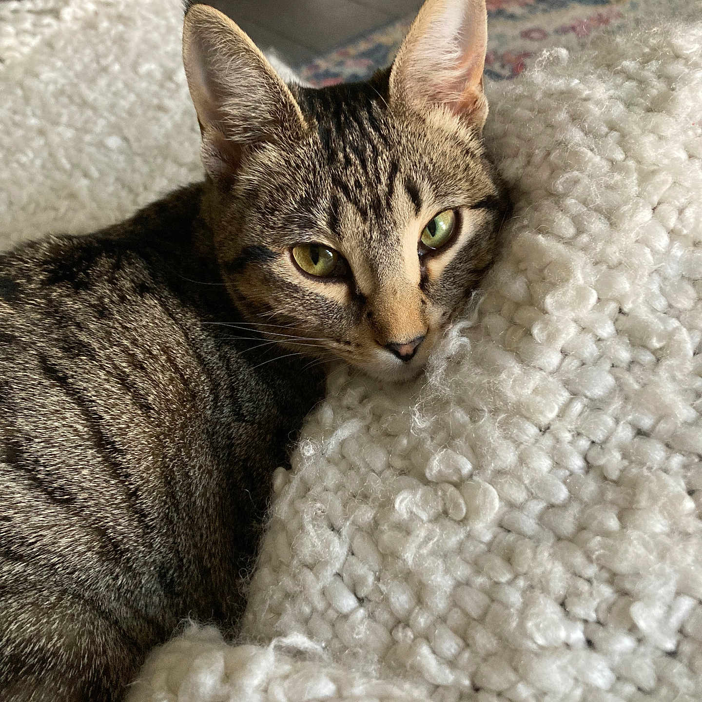 Amelia Purhart is registered to the contest to win money with this photo: cat, tabby, green_eyes, close_up, cozy, blanket, white, texture, indoor, pet, fur, resting, cute, animal, mammal, whiskers, ears, floor, relaxed, domestic_cat