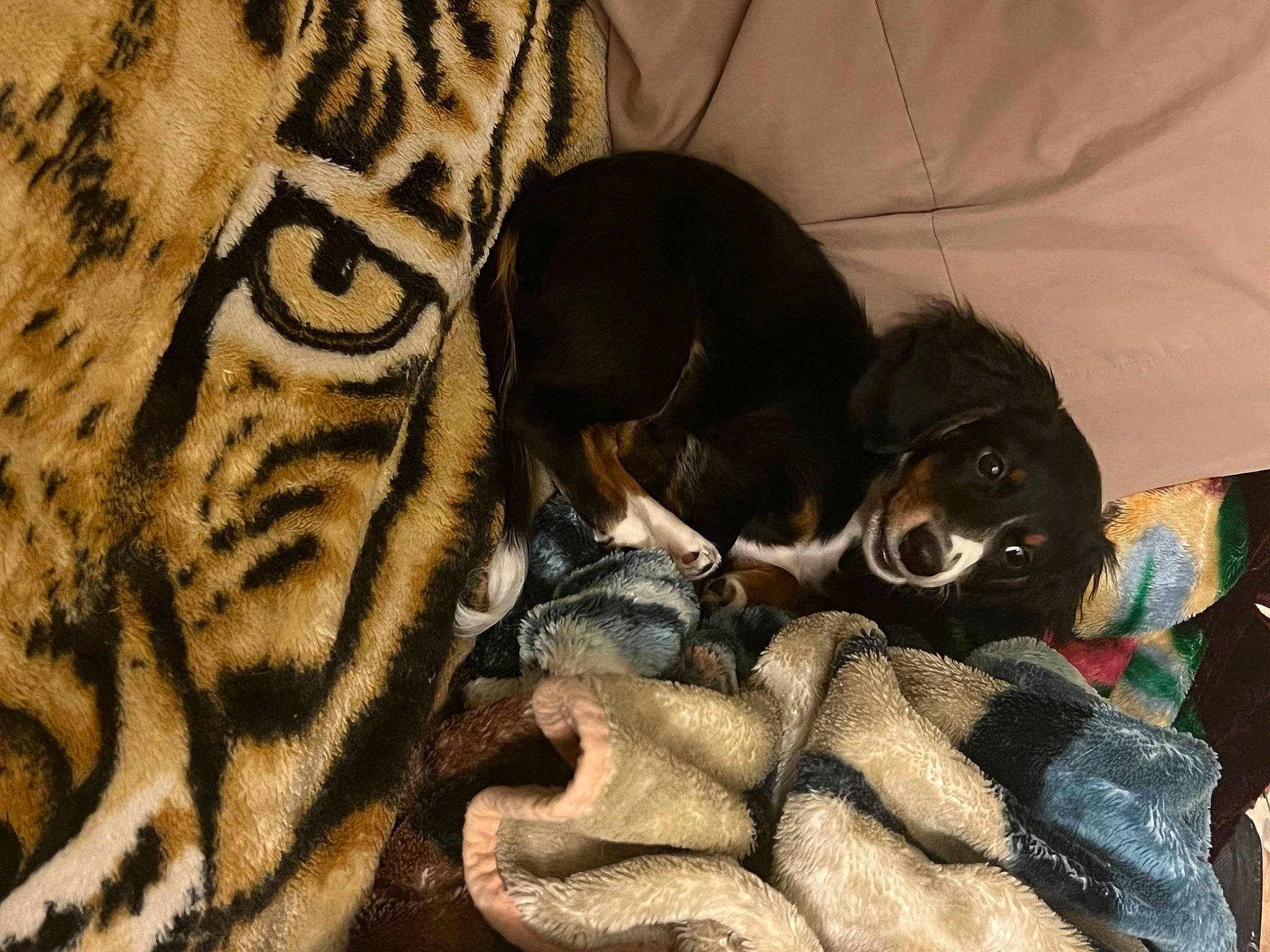 Buster joined the competition — help win amazing prizes! bengal_tiger, big_cats, carnivore, comfort, companion_dog, dog, dog_breed, fawn, felidae, fur, guard_dog, linens, nap, pattern, paw, snout, terrestrial_animal, toy_dog, whiskers, working_animal