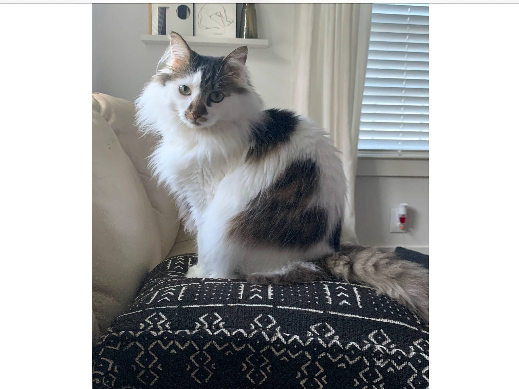 Finn is registered to the contest to win money with this photo: carnivore, cat, comfort, felidae, font, fur, grey, monochrome_photography, pattern, paw, rectangle, small_to_medium_sized_cats, tail, whiskers, window, window_blind