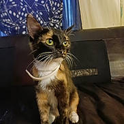Pokie is registered to the contest to win money with this photo: cat, tortoiseshell, indoor, curious, green_eyes, sitting, whiskers, feline, pet, domestic_animal, fur, animal, cozy, curtain, wall, looking_away, close_up, portrait, young_cat, four_legs