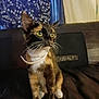 cat, tortoiseshell, indoor, curious, green_eyes, sitting, whiskers, feline, pet, domestic_animal, fur, animal, cozy, curtain, wall, looking_away, close_up, portrait, young_cat, four_legs