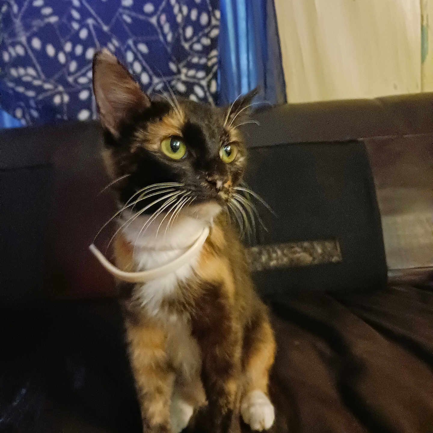 Pokie is registered to the contest to win money with this photo: animal, cat, close_up, cozy, curious, curtain, domestic_animal, feline, four_legs, fur, green_eyes, indoor, looking_away, pet, portrait, sitting, tortoiseshell, wall, whiskers, young_cat