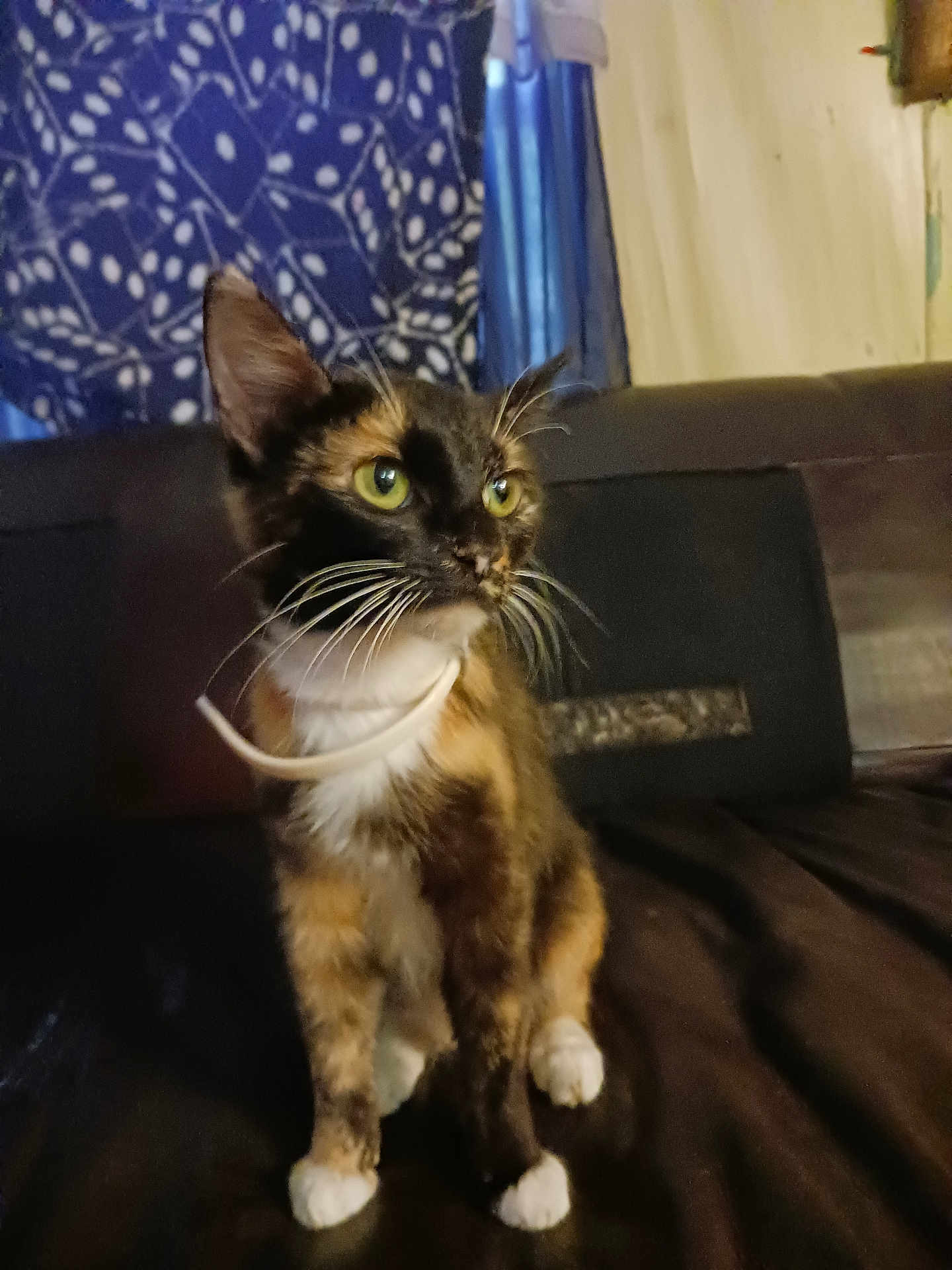 Pokie is registered to the contest to win money with this photo: cat, tortoiseshell, indoor, curious, green_eyes, sitting, whiskers, feline, pet, domestic_animal, fur, animal, cozy, curtain, wall, looking_away, close_up, portrait, young_cat, four_legs