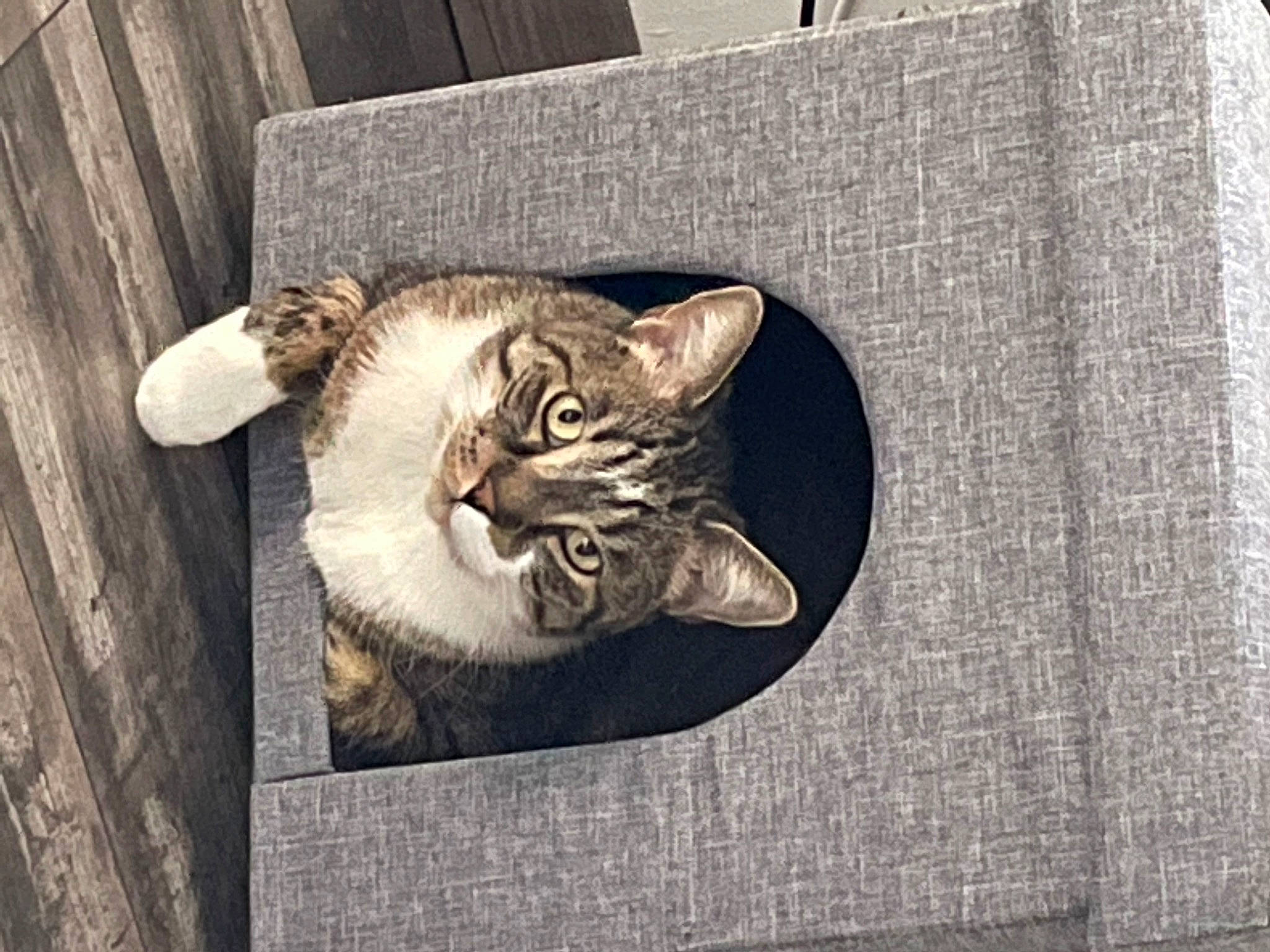 Bouchonou a rejoint le concours — aidez-le/la à gagner de superbes lots ! art, carnivore, cat, domestic_short_haired_cat, door, eye, felidae, fur, grey, linens, metal, paw, rectangle, small_to_medium_sized_cats, snout, tail, terrestrial_animal, whiskers, window, wood