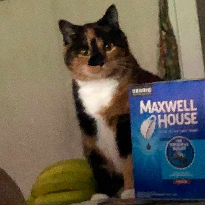 Caliopi joined the competition — help win amazing prizes! abyssinian, animal, banana, book, box, cardboard, carton, cat, couch, egyptiancat, food, fruit, furniture, kitten, manx, pet, plant, pottedplant, produce, publication