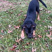 Ruger is registered to the contest to win money with this photo: puppy, dog, grass, outdoor, playful, black_and_tan, animal, pet, leaf, fall, nature, young, canine, mammal, cute, fun, active, ground, field, small