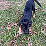 Ruger is registered to the contest to win money with this photo: active, animal, black_and_tan, canine, cute, dog, fall, field, fun, grass, ground, leaf, mammal, nature, outdoor, pet, playful, puppy, small, young
