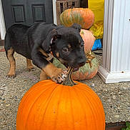 Ruger joined the competition — help win amazing prizes! animal, autumn, black_and_tan, collar, concrete, cute, decor, dog, fall, front_door, grass, holiday, orange, outdoor, pet, playful, porch, pumpkin, puppy, stacked_pumpkins