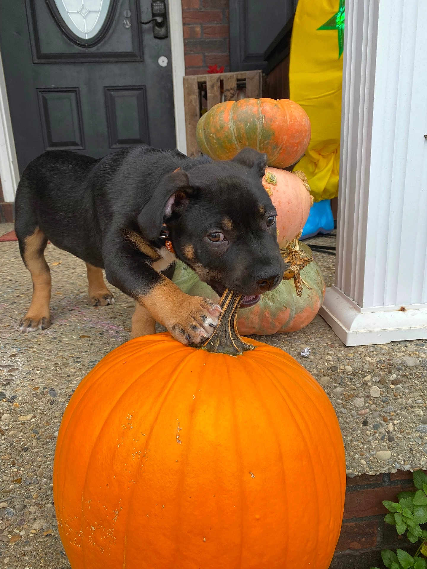 Ruger