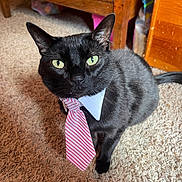 Rocky is registered to the contest to win money with this photo: black_cat, tie, collar, carpet, wooden_furniture, indoor, pet, animal, green_eyes, striped_tie, close_up, looking_up, feline, domestic_cat, whiskers, ears, floor, cute, portrait, sitting