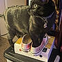 black_cat, cat, indoor, shoes, sneakers, box, collar, pet, animal, curious, feline, floor, carpet, shelf, container, domestic_animal, paw, standing, side_view, tag