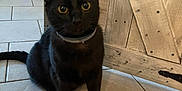 Poe joined the competition — help win amazing prizes! cat, black_cat, pet, indoor, floor, tile_floor, wooden_furniture, collar, animal, feline, curious, sitting, yellow_eyes, domestic_cat, household, close_up, mammal, portrait, cute, looking