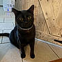cat, black_cat, pet, indoor, floor, tile_floor, wooden_furniture, collar, animal, feline, curious, sitting, yellow_eyes, domestic_cat, household, close_up, mammal, portrait, cute, looking
