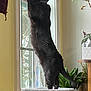 cat, black_cat, window, stretching, indoor, houseplant, plant, feline, pet, curious, perch, standing, fur, domestic_animal, cozy, natural_light, home, animal, looking_out, window_sill