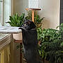 black_cat, cat, indoor, plants, greenery, window, curious, pet, feline, houseplant, natural_light, standing, fur, collar, wooden_stand, cozy, home, leafy, domestic_cat, sunlight