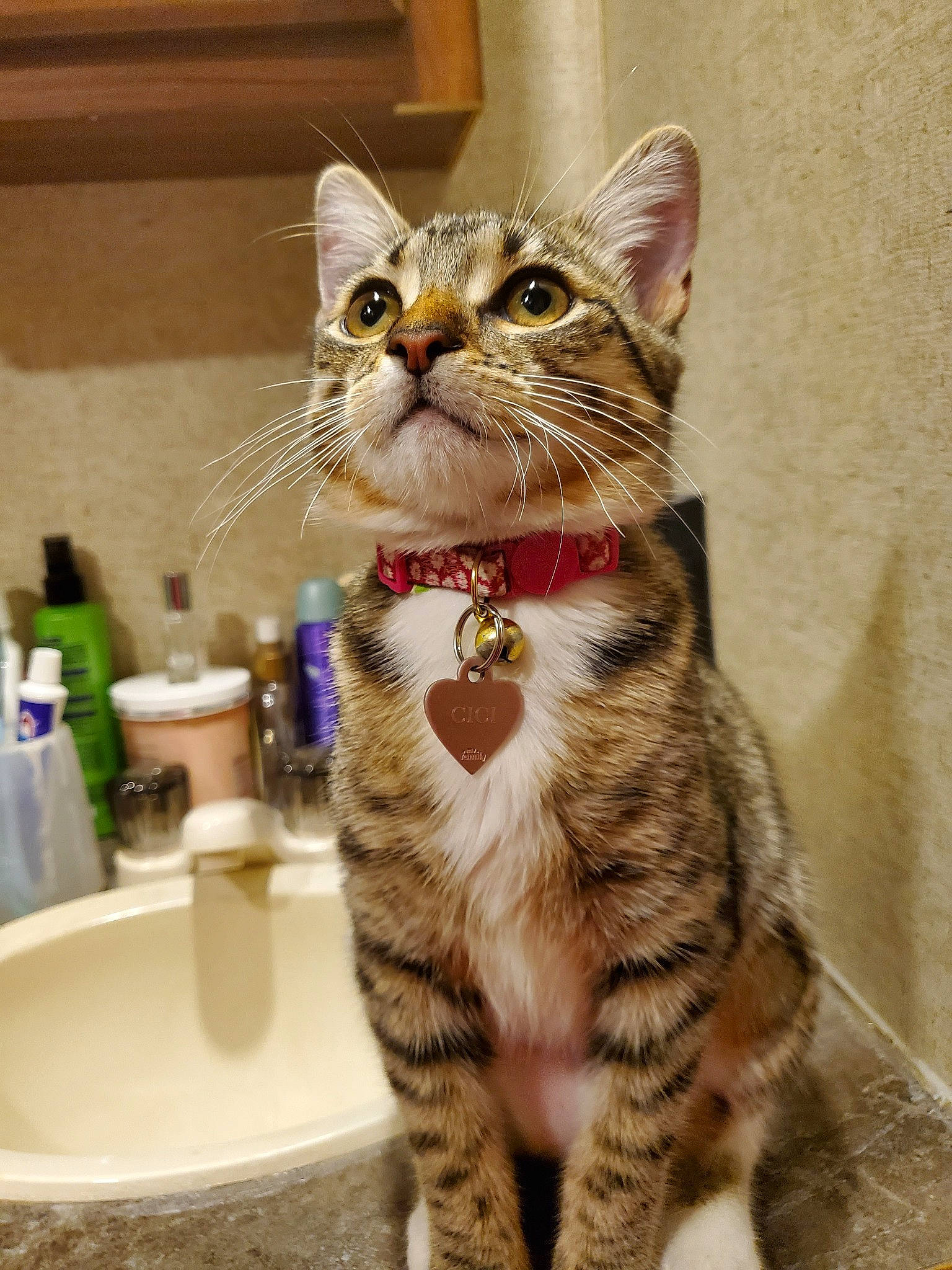 Cici is registered to the contest to win money with this photo: aegean_cat, american_shorthair, american_wirehair, arabian_mau, asian, australian_mist, carnivore, cat, domestic_short_haired_cat, dragon_li, european_shorthair, felidae, kitten, mammal, ocicat, polydactyl_cat, small_to_medium_sized_cats, snout, tabby_cat, whiskers