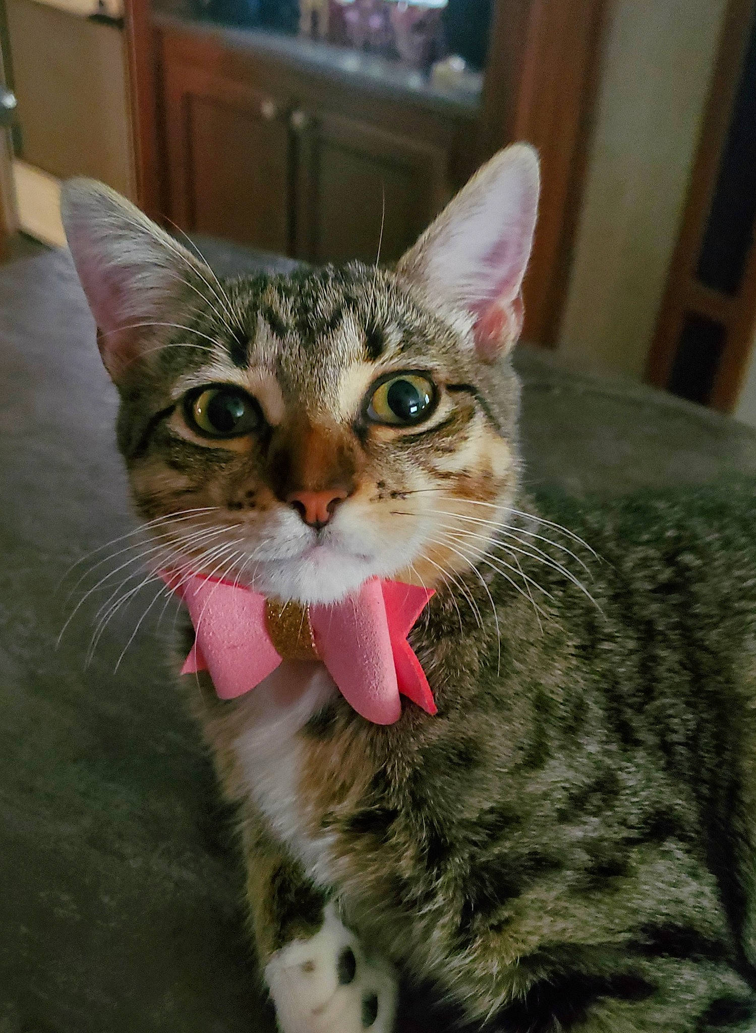 Cici joined the competition — help win amazing prizes! aegean_cat, american_shorthair, american_wirehair, asian, australian_mist, california_spangled, carnivore, cat, domestic_short_haired_cat, dragon_li, egyptian_mau, european_shorthair, felidae, mammal, ocicat, small_to_medium_sized_cats, snout, tabby_cat, vertebrate, whiskers