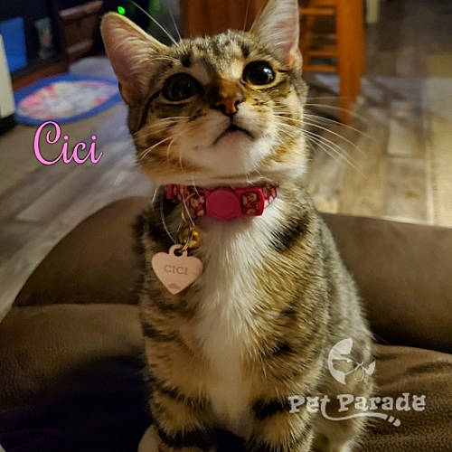 Cici joined the competition — help win amazing prizes! aegean_cat, american_shorthair, american_wirehair, asian, carnivore, cat, domestic_short_haired_cat, dragon_li, european_shorthair, felidae, kitten, mammal, photo_caption, pixie_bob, small_to_medium_sized_cats, snout, sokoke, tabby_cat, vertebrate, whiskers