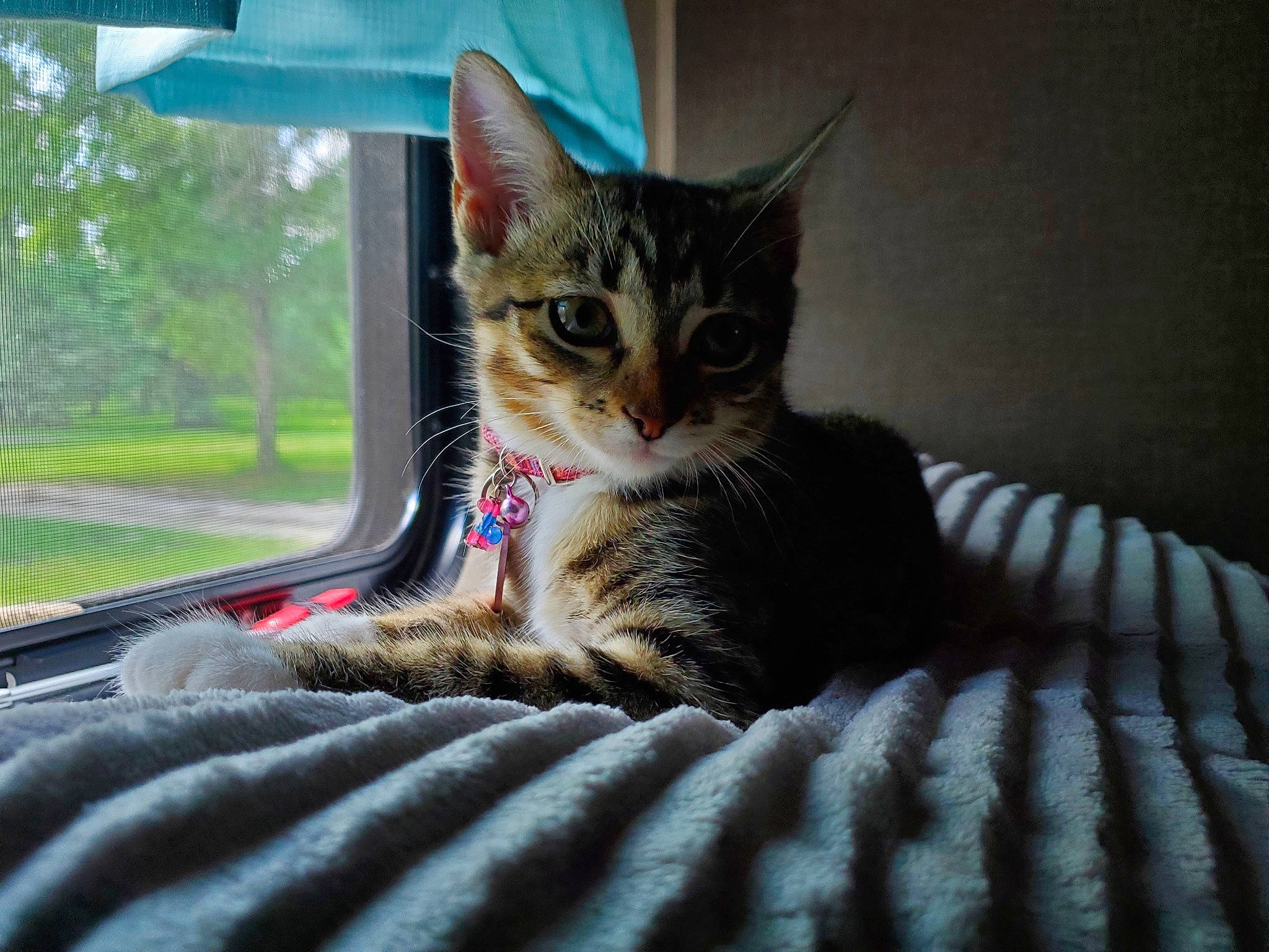 Cici is registered to the contest to win money with this photo: aegean_cat, american_shorthair, american_wirehair, asian, bengal, california_spangled, carnivore, cat, domestic_short_haired_cat, dragon_li, european_shorthair, eye, felidae, kitten, mammal, small_to_medium_sized_cats, snout, tabby_cat, toyger, whiskers