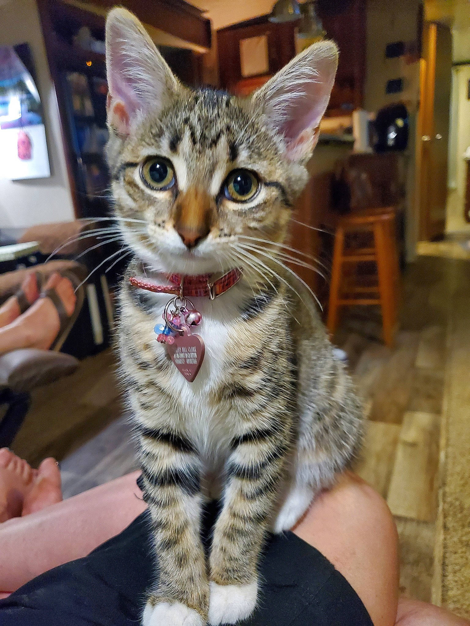 Cici joined the competition — help win amazing prizes! aegean_cat, american_shorthair, american_wirehair, arabian_mau, asian, australian_mist, california_spangled, carnivore, cat, domestic_short_haired_cat, dragon_li, egyptian_mau, european_shorthair, felidae, mammal, savannah, small_to_medium_sized_cats, tabby_cat, vertebrate, whiskers