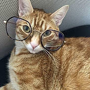 Salameche participe au concours pour gagner de l'argent avec cette photo : cat, ginger_cat, tabby, glasses, pet, animal, feline, whiskers, ears, fur, closeup, portrait, cute, domestic_cat, indoor, resting, nose, eyes, face, soft_light
