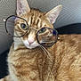 cat, ginger_cat, tabby, glasses, pet, animal, feline, whiskers, ears, fur, closeup, portrait, cute, domestic_cat, indoor, resting, nose, eyes, face, soft_light