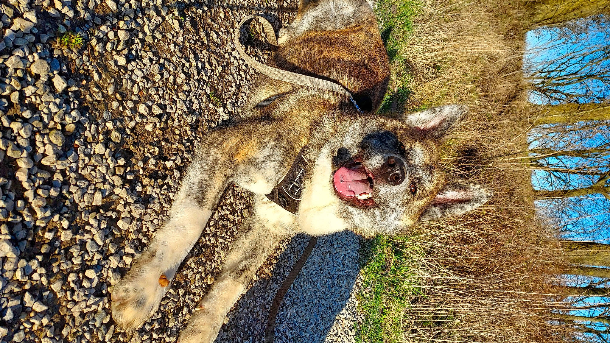Archie participe au concours pour gagner de l'argent avec cette photo : canidae, carnivore, companion_dog, dog, dog_breed, fang, fawn, fur, grass, non_sporting_group, paw, snout, soil, sporting_group, tail, terrestrial_animal, wildlife, working_animal, working_dog