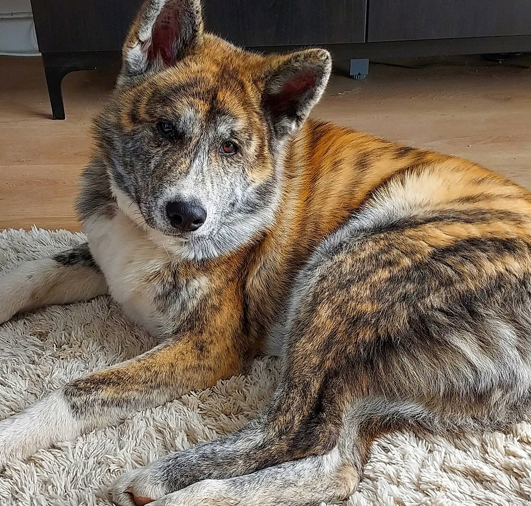 Archie participe au concours pour gagner de l'argent avec cette photo : art, canidae, canis, carnivore, chair, coyote, dog, dog_breed, door, fawn, fur, jackal, snout, sporting_group, terrestrial_animal, whiskers, wildlife, wolf, working_dog, zoo