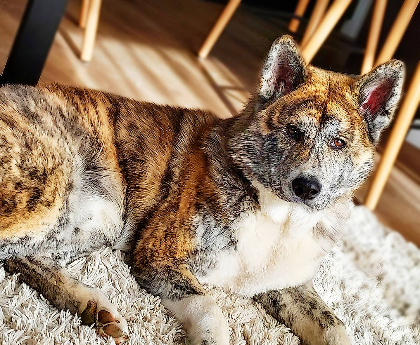 Archie participe au concours pour gagner de l'argent avec cette photo : art, canidae, canis, carnivore, companion_dog, dog, dog_breed, felidae, fur, small_to_medium_sized_cats, sporting_group, tail, terrestrial_animal, whiskers, wildlife, window, wood, working_dog