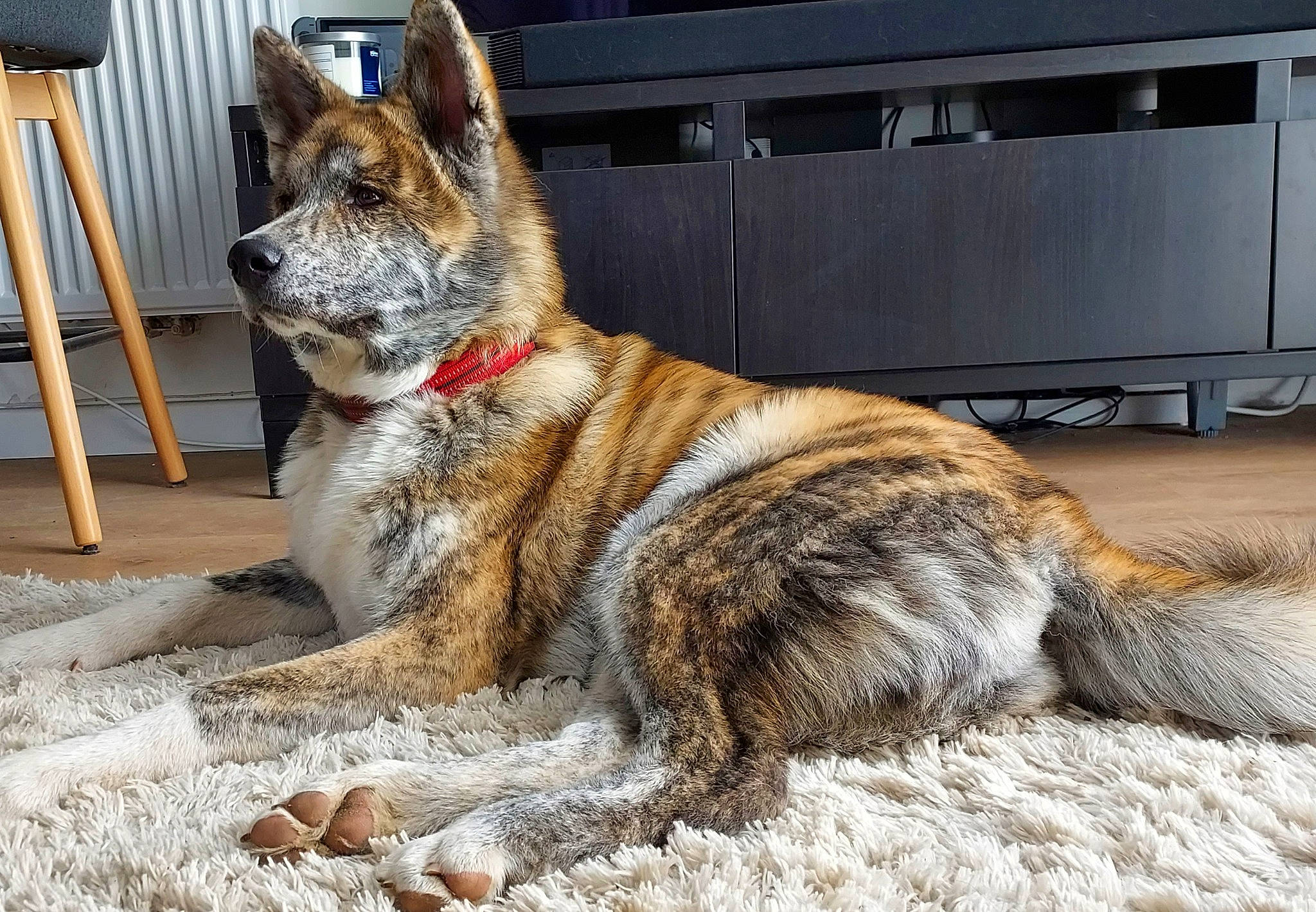 Archie participe au concours pour gagner de l'argent avec cette photo : canidae, carnivore, collar, companion_dog, dog, dog_breed, dog_supply, east_european_shepherd, foot, fur, german_shepherd_dog, herding_dog, old_german_shepherd_dog, pet_supply, snout, sporting_group, terrestrial_animal, working_dog