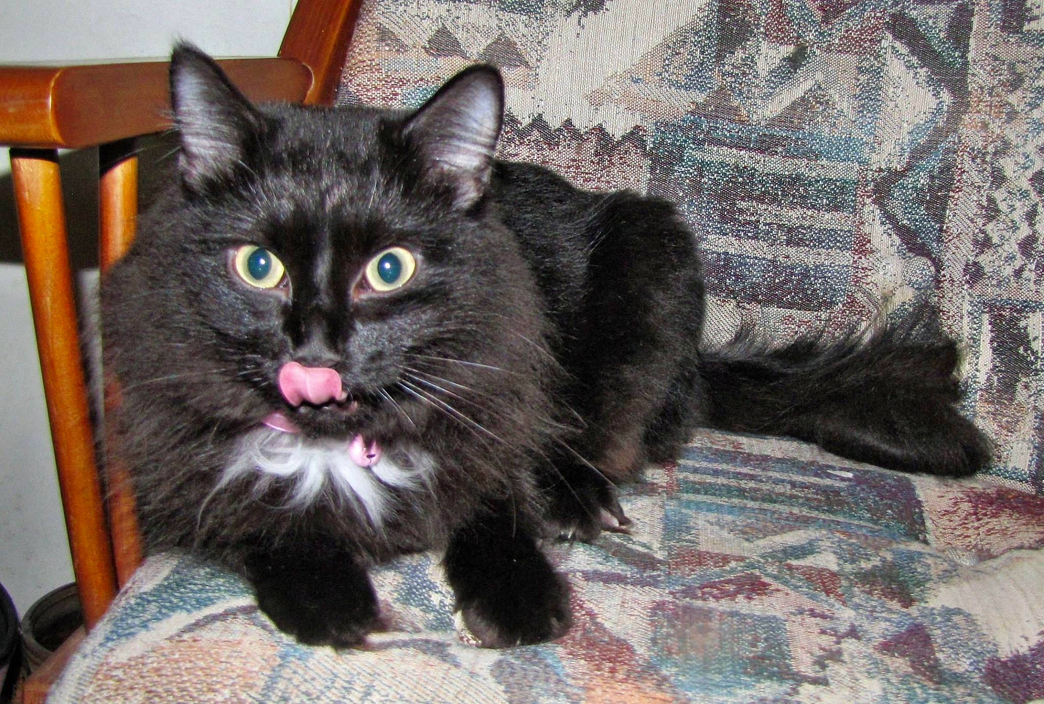 Miss Kitty