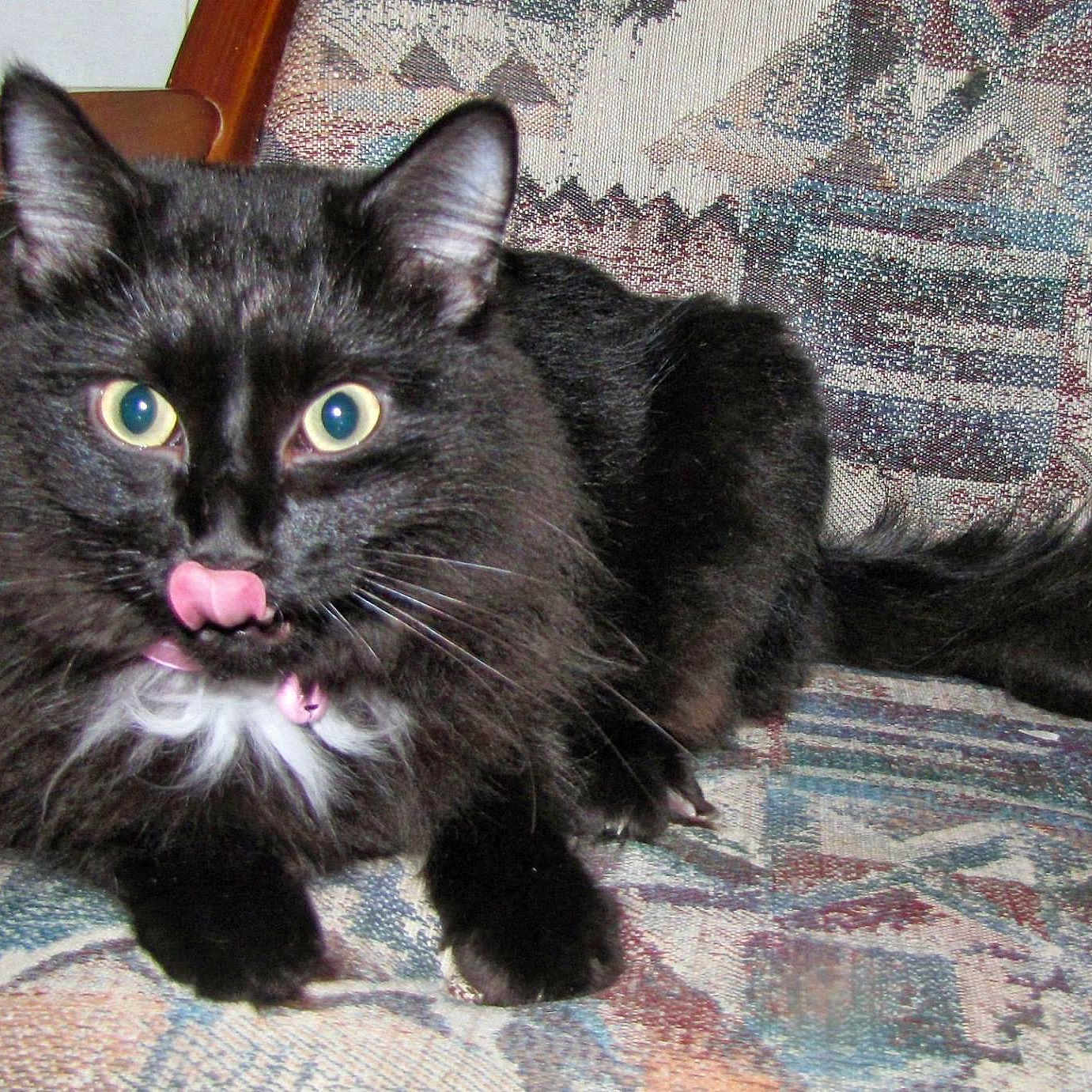 Miss Kitty