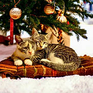 Lotus is registered to the contest to win money with this photo: animal, blanket, cat, christmas_tree, cozy, cute, decor, feline, festive, greenery, holiday, indoor, kitten, ornaments, pair, pets, resting, snow, snuggling, warmth