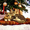 animal, blanket, cat, christmas_tree, cozy, cute, decor, feline, festive, greenery, holiday, indoor, kitten, ornaments, pair, pets, resting, snow, snuggling, warmth